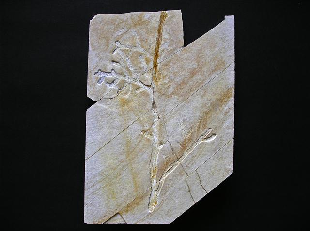 Palaeocyparis sp. Bild ©